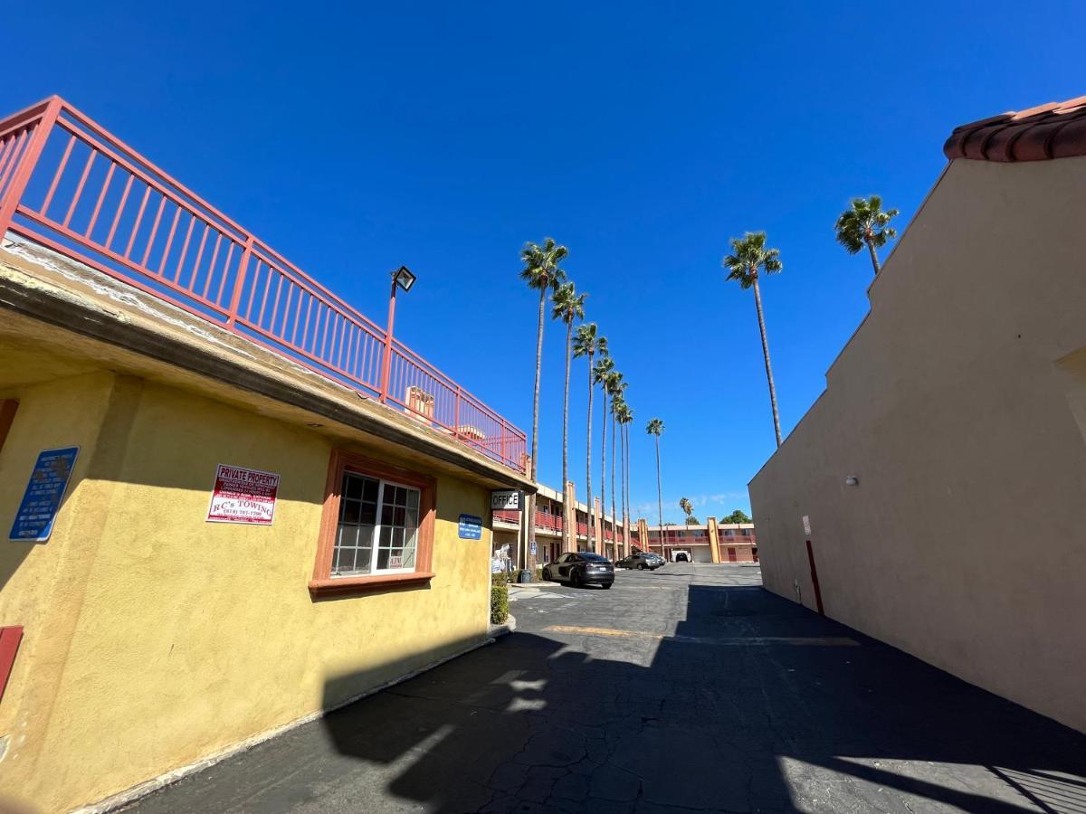Motel Palm Tree
