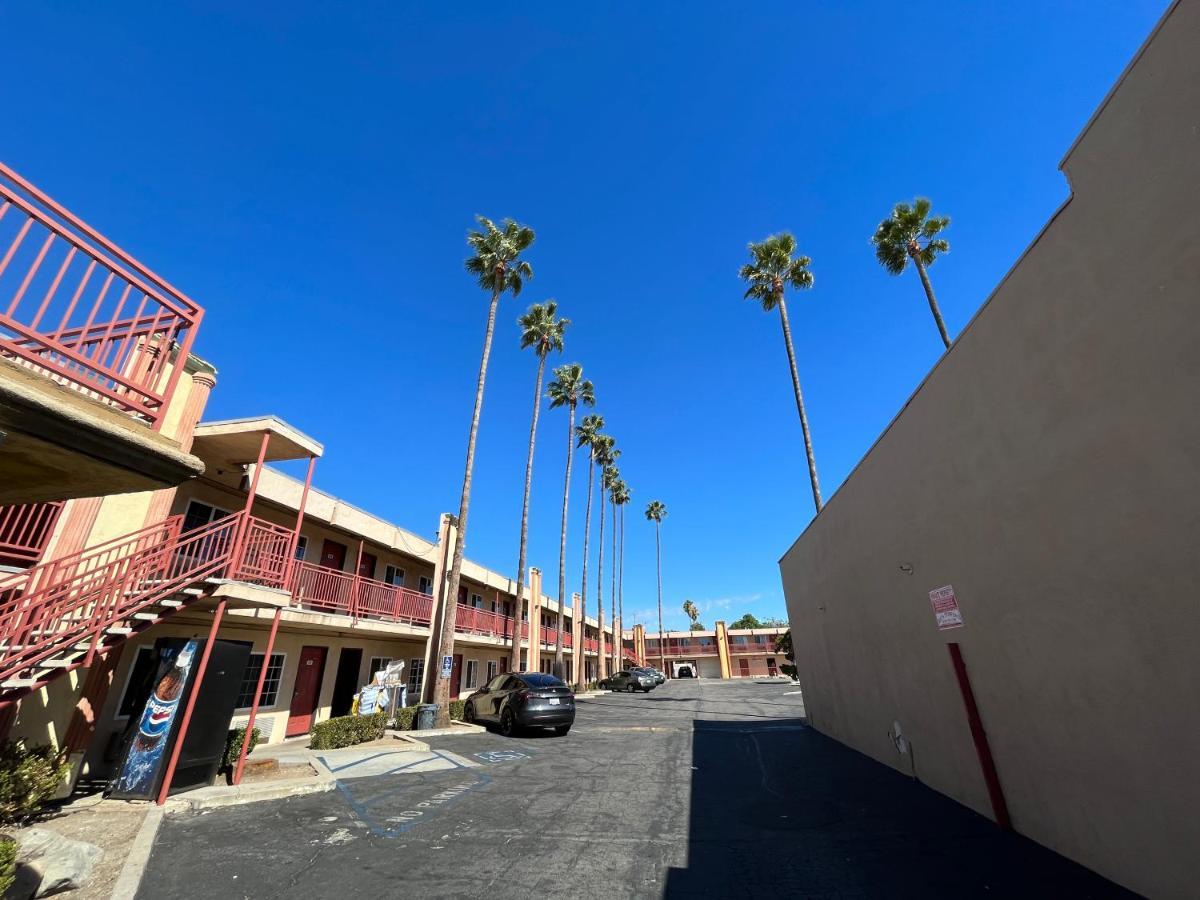 Motel Palm Tree